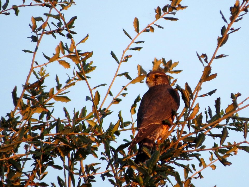 Merlin