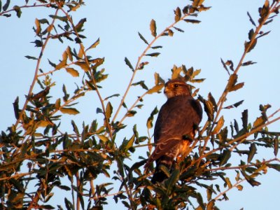 Merlin
