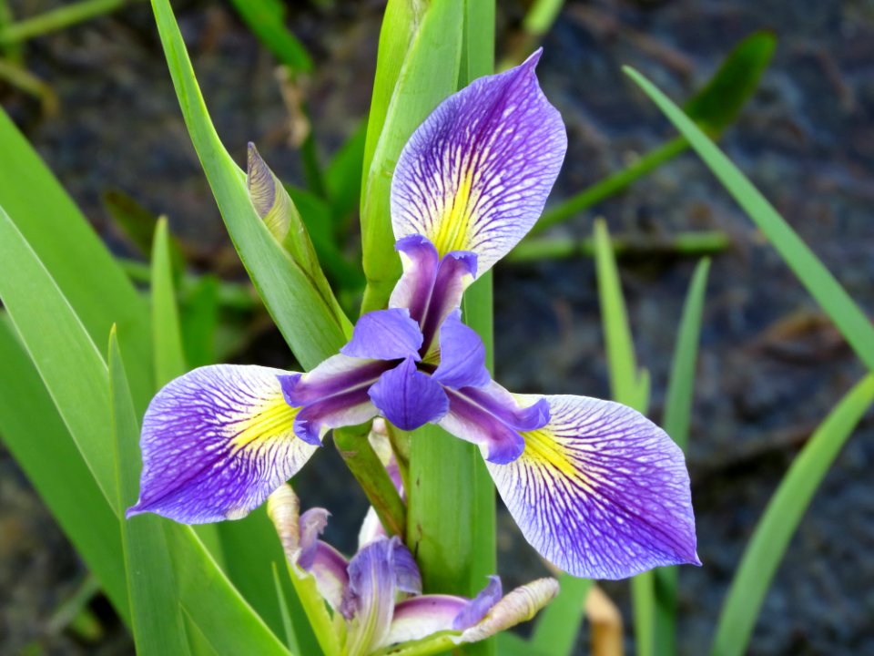 Iris photo