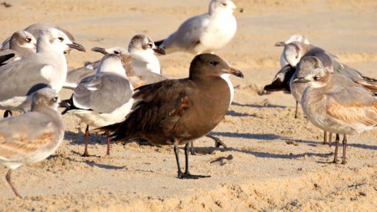 Heermann's Gull