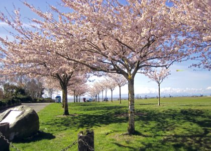 Cherry Blossoms at Garry Point Park in Steveston, BC