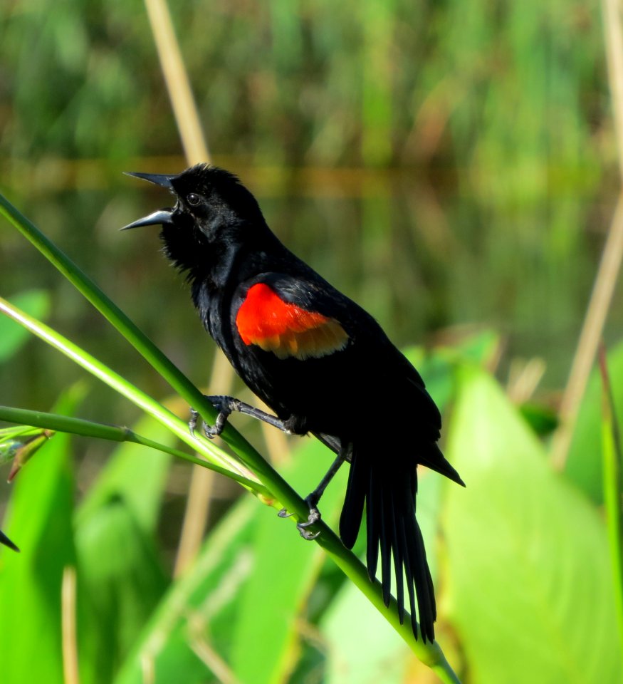 Red-winged Blackbird