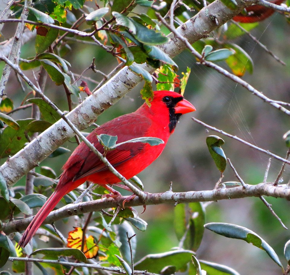 Northern Cardinal