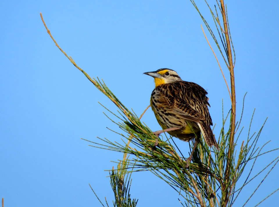 Eastern Meadowlark photo