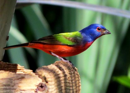 Painted Bunting