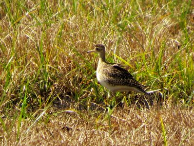 Upland Sandpiper