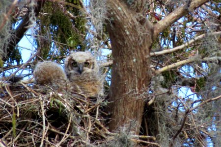 Great Horned Owl babies!