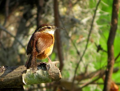 Carolina Wren