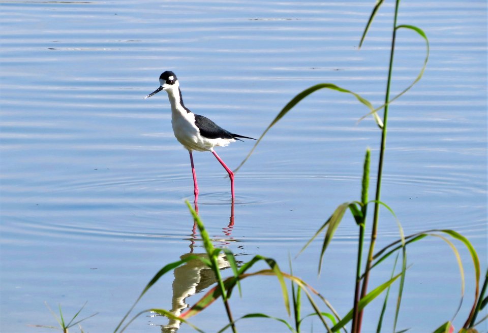 Black-necked Stilt