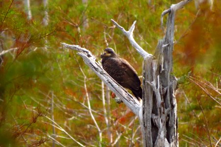 Snail Kite