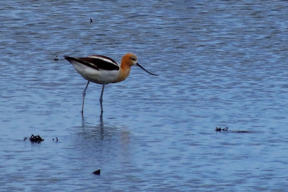 American Avocet