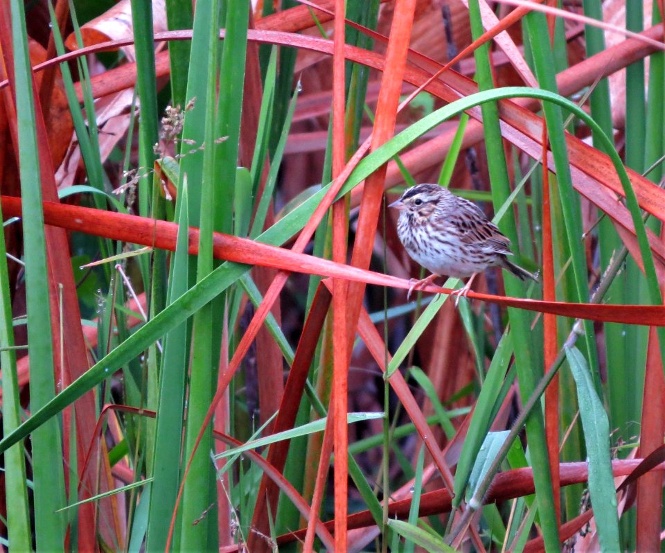 Savannah Sparrow