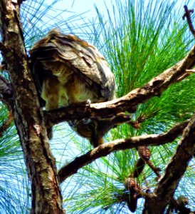 Great Horned Owl