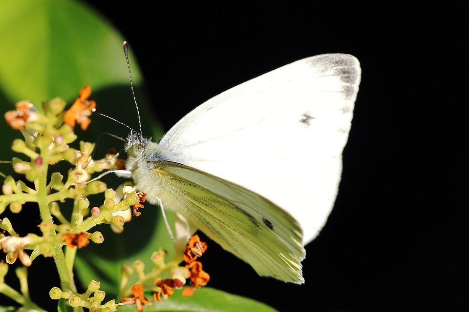 White blossom bloom