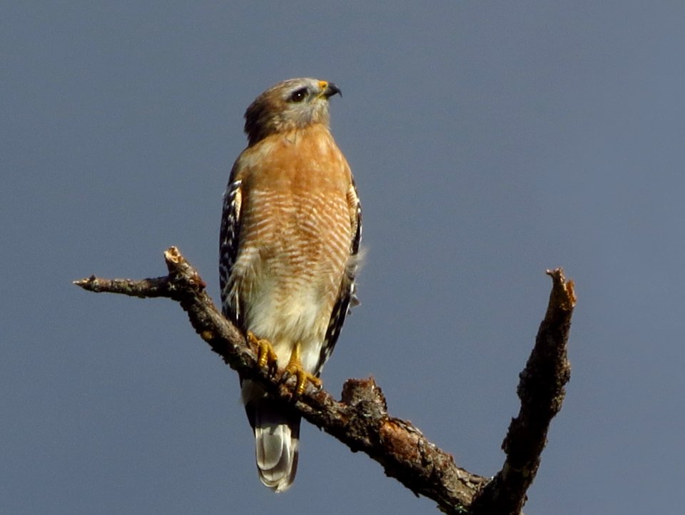 Red-shouldered Hawk