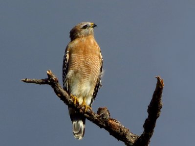 Red-shouldered Hawk photo