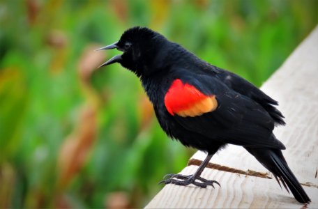 Red-winged Blackbird photo