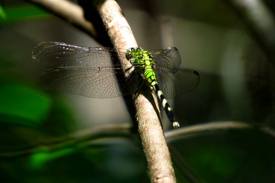 Dragonfly
