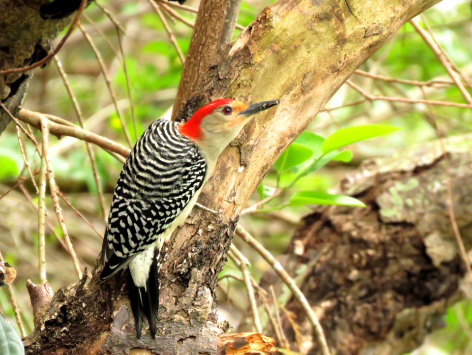 Red-bellied Woddpecker
