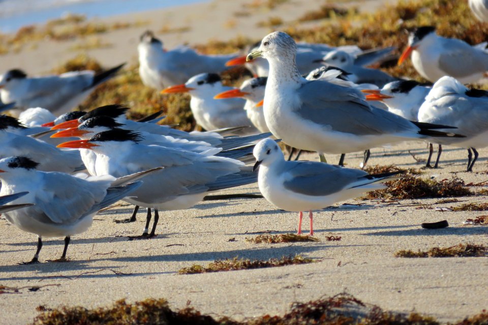 Bonaparte's Gull with Royal Terns and Ring-billed Gull