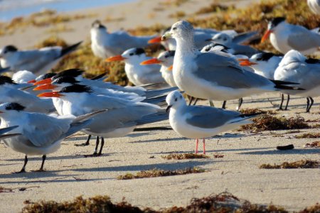 Bonaparte's Gull with Royal Terns and Ring-billed Gull photo