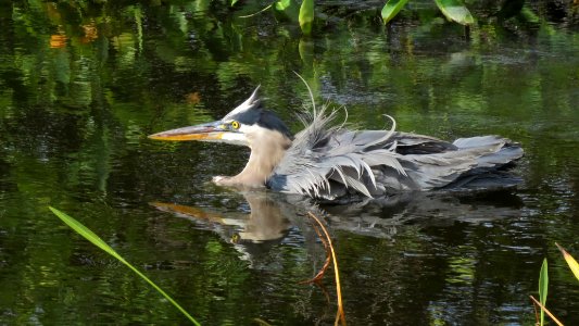 Great Blue Heron photo