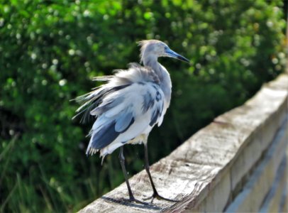 Little Blue Heron photo
