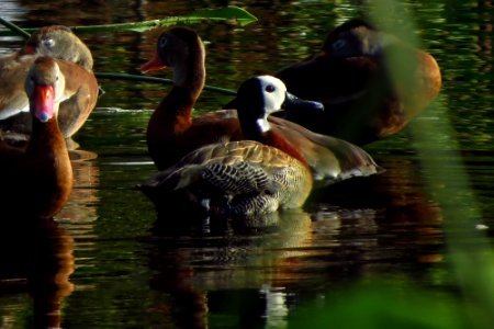 White-faced Whistling Duck photo