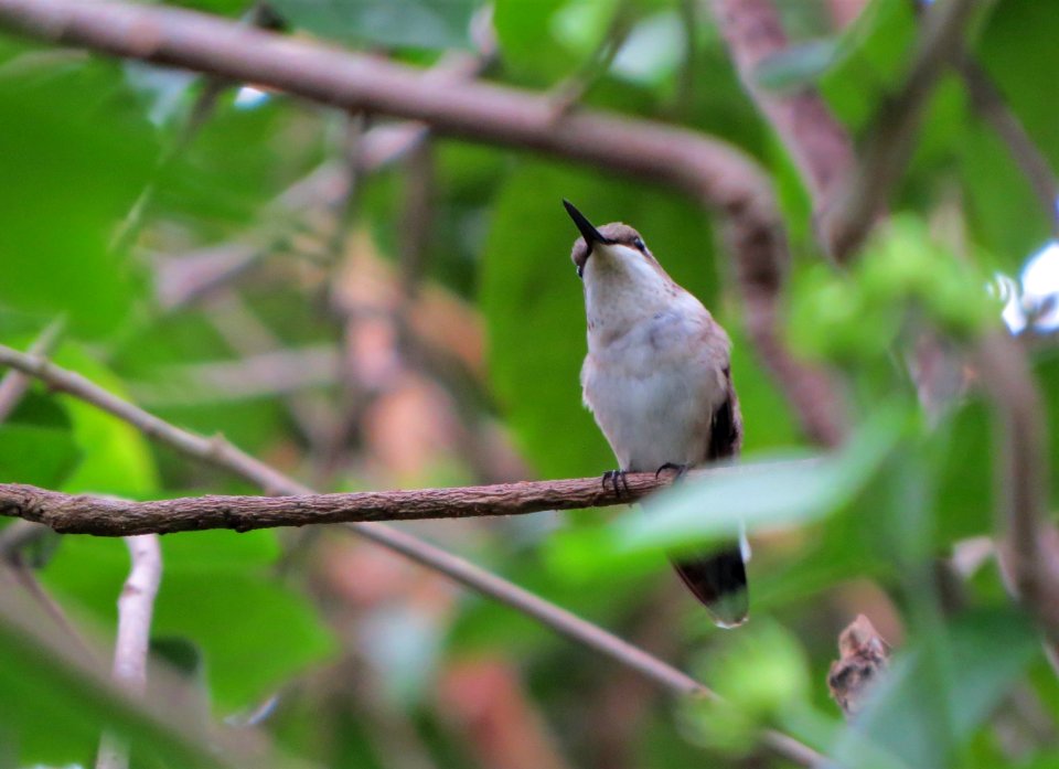 Ruby-throated Hummingbird