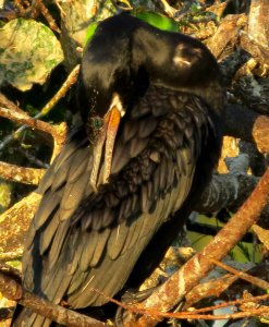 Neotropic Cormorant at Wako