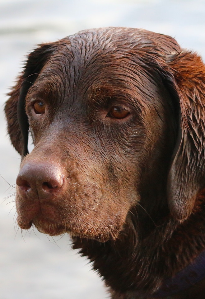 German-shorthair watch attention