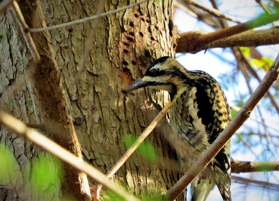 Yellow-bellied Sapsucker