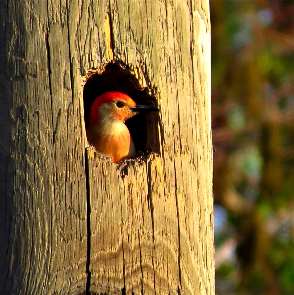 Red-bellied Woodpecker