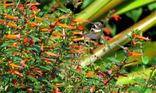 Ruby-throated Hummingbird