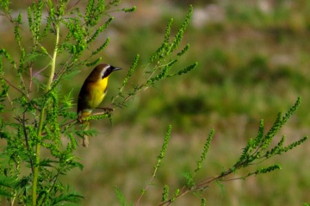 Common Yellowthroat
