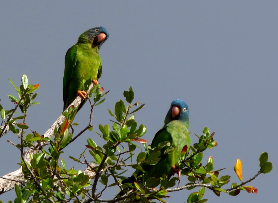 Blue-crowned Parakeets