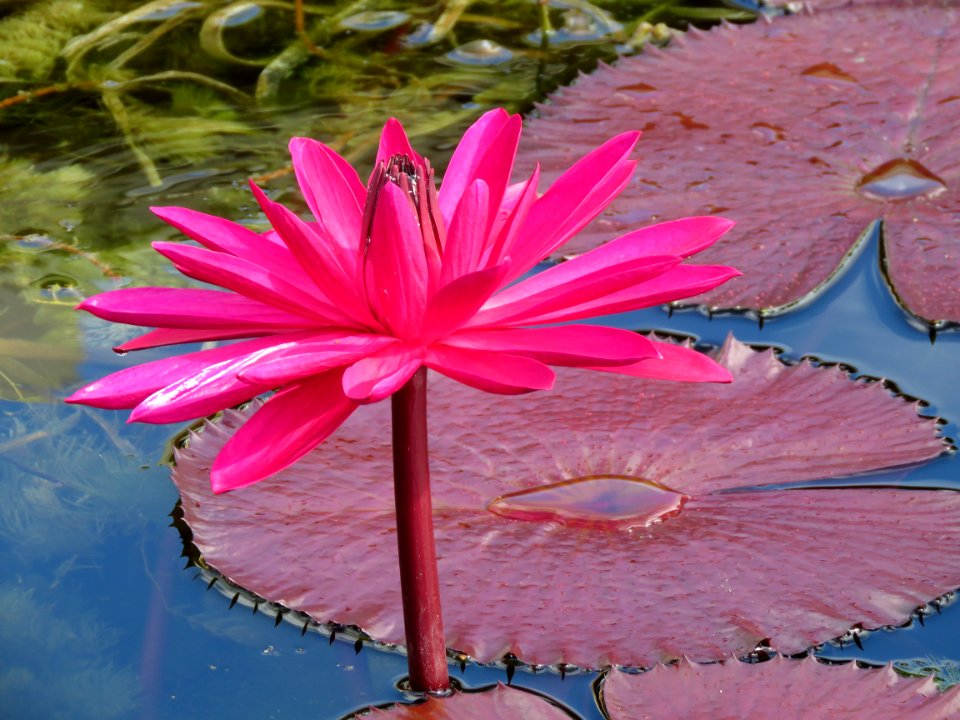 Waterlily