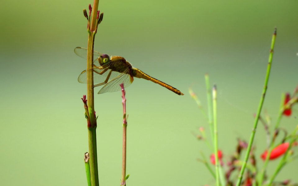 Backyard Dragonfly