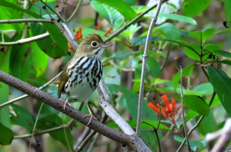 Ovenbird
