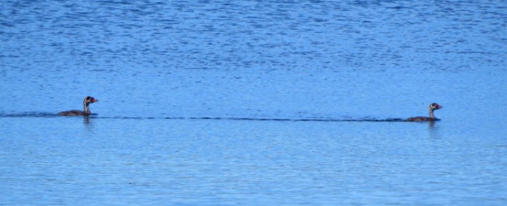 Pied-billed Grebe babies