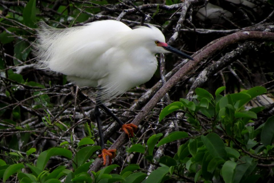 Snowy Eagret in breeding colors