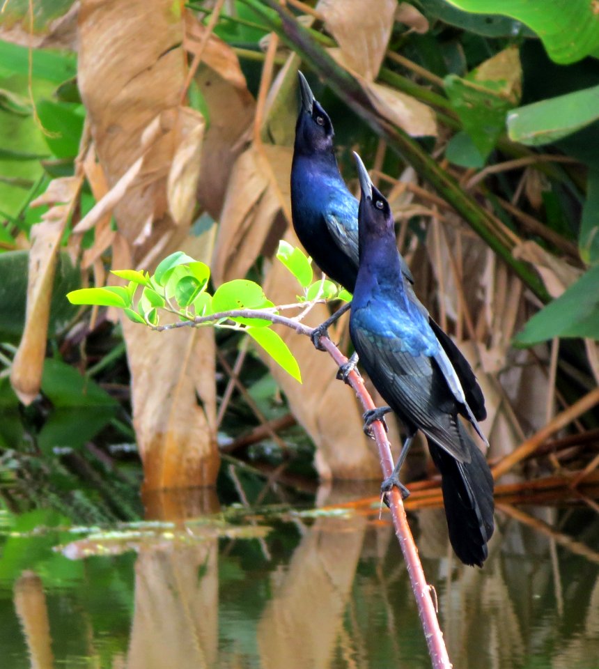 Boat-tailed Grackles
