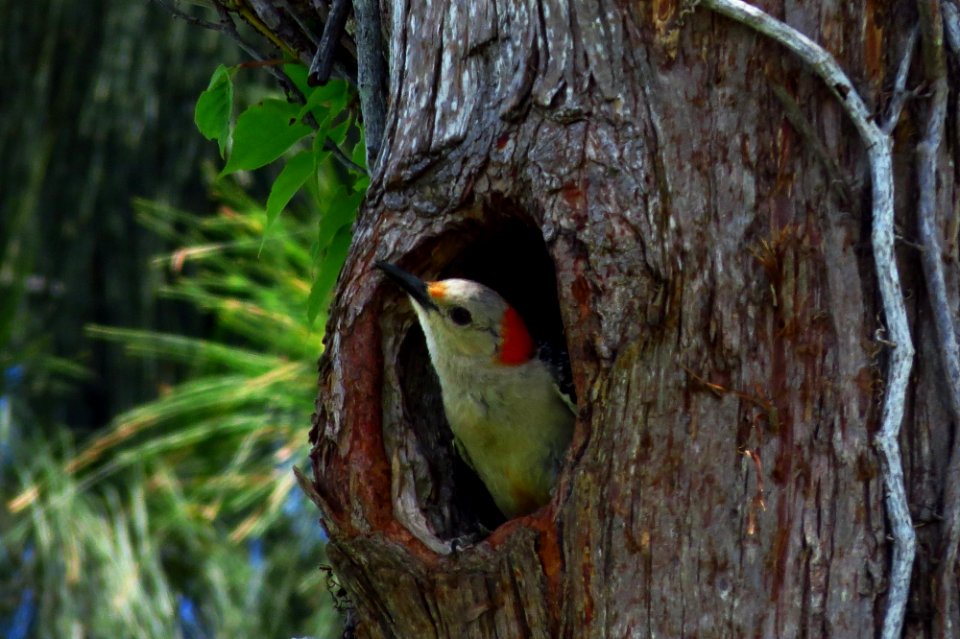 Red-bellied Woodpecker