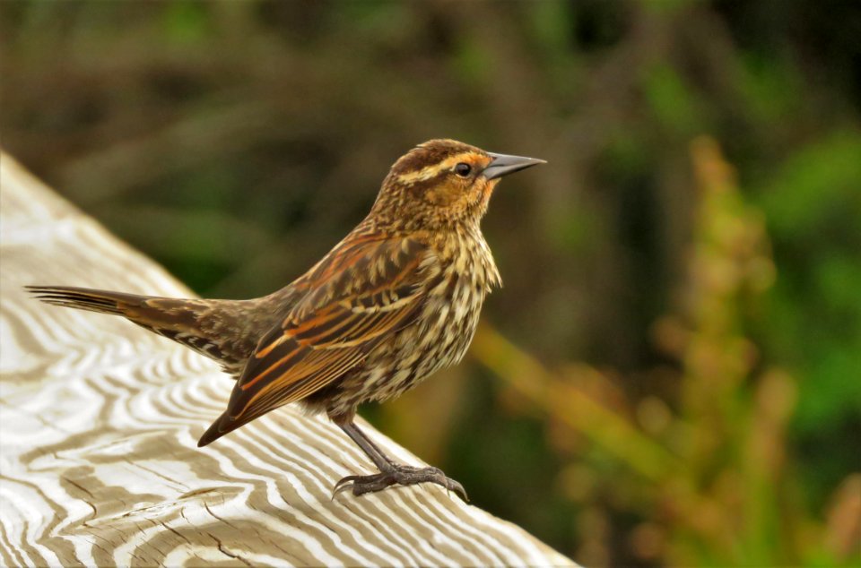 Red-winged Blackbird