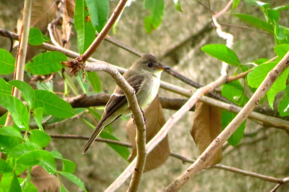 Eastern Wood Pewee