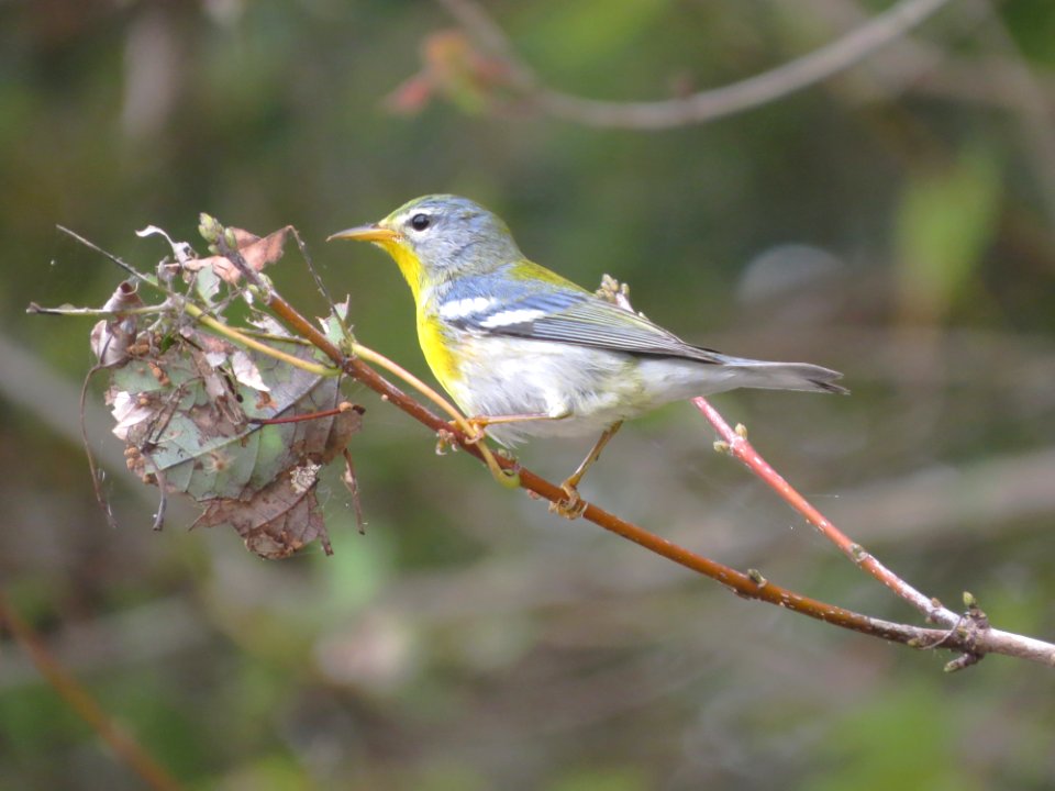 Northern Parula