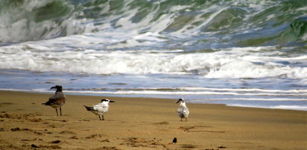 Terns, Sandwich and Forster's with Laughing Gull