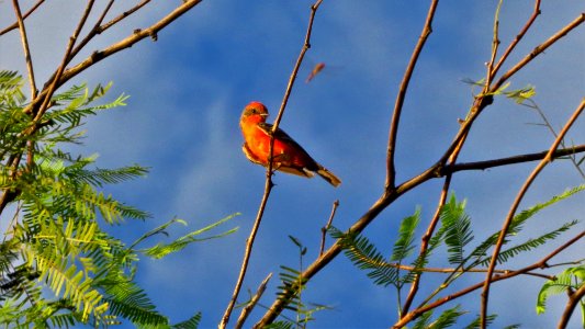 Vermilion Flycatcher