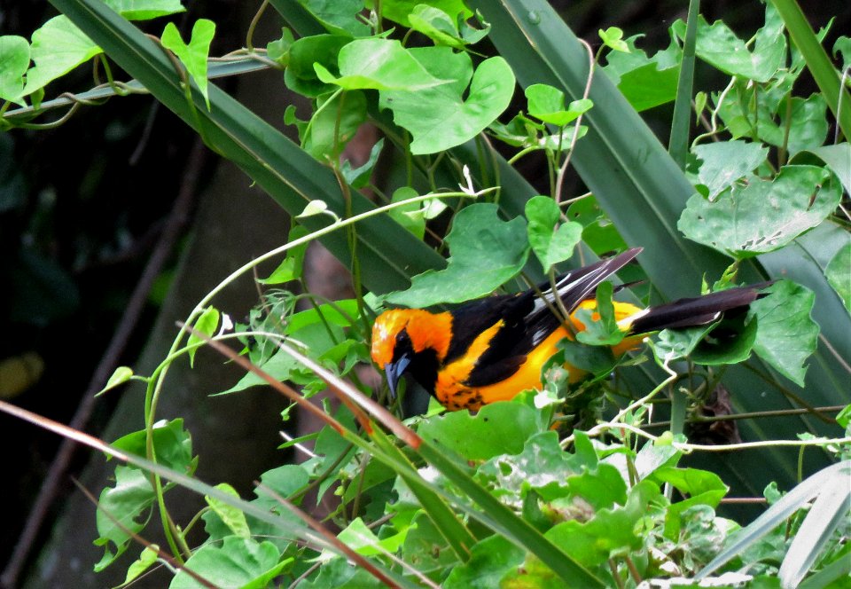 Spot-breasted Oriole