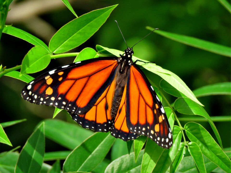 Monarch Butterfly